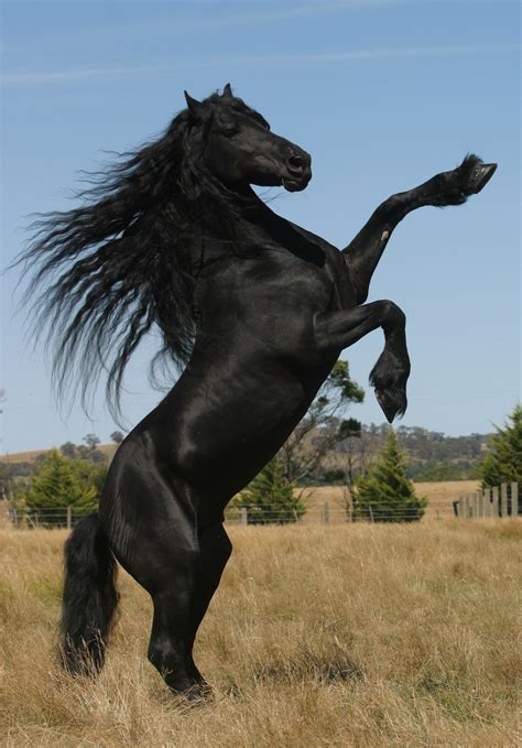 royal stallion.